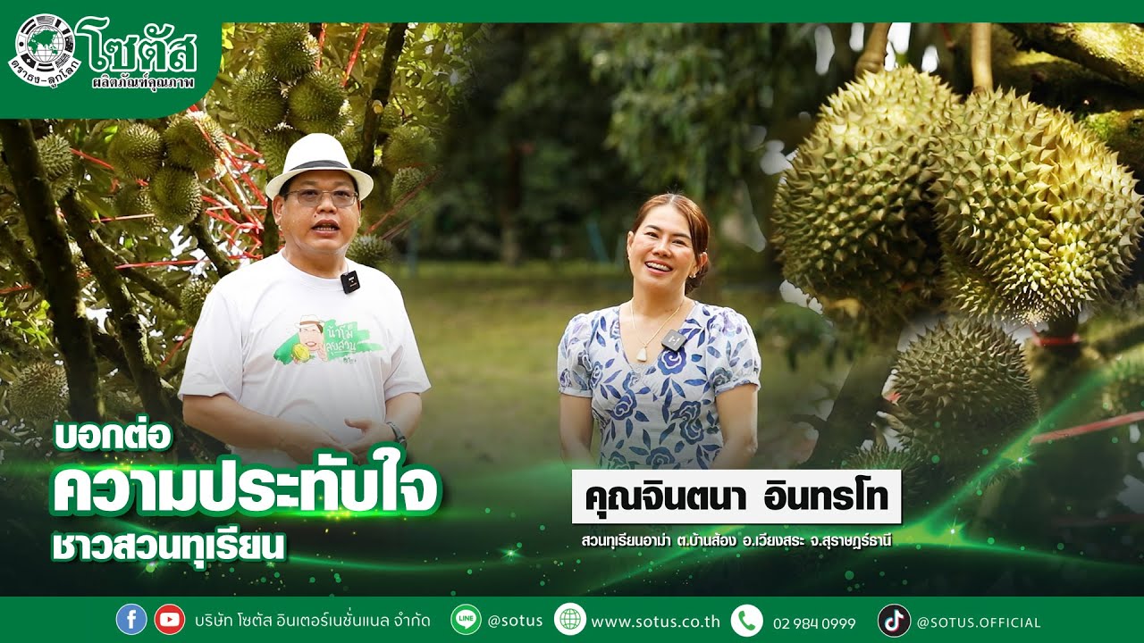 จากสวนทุเรียนถูกทิ้งร้าง สู่สวนคุณภาพที่ผลผลิตเต็มต้น - สวนทุเรียนอาม่า สุราษฎร์ธานี