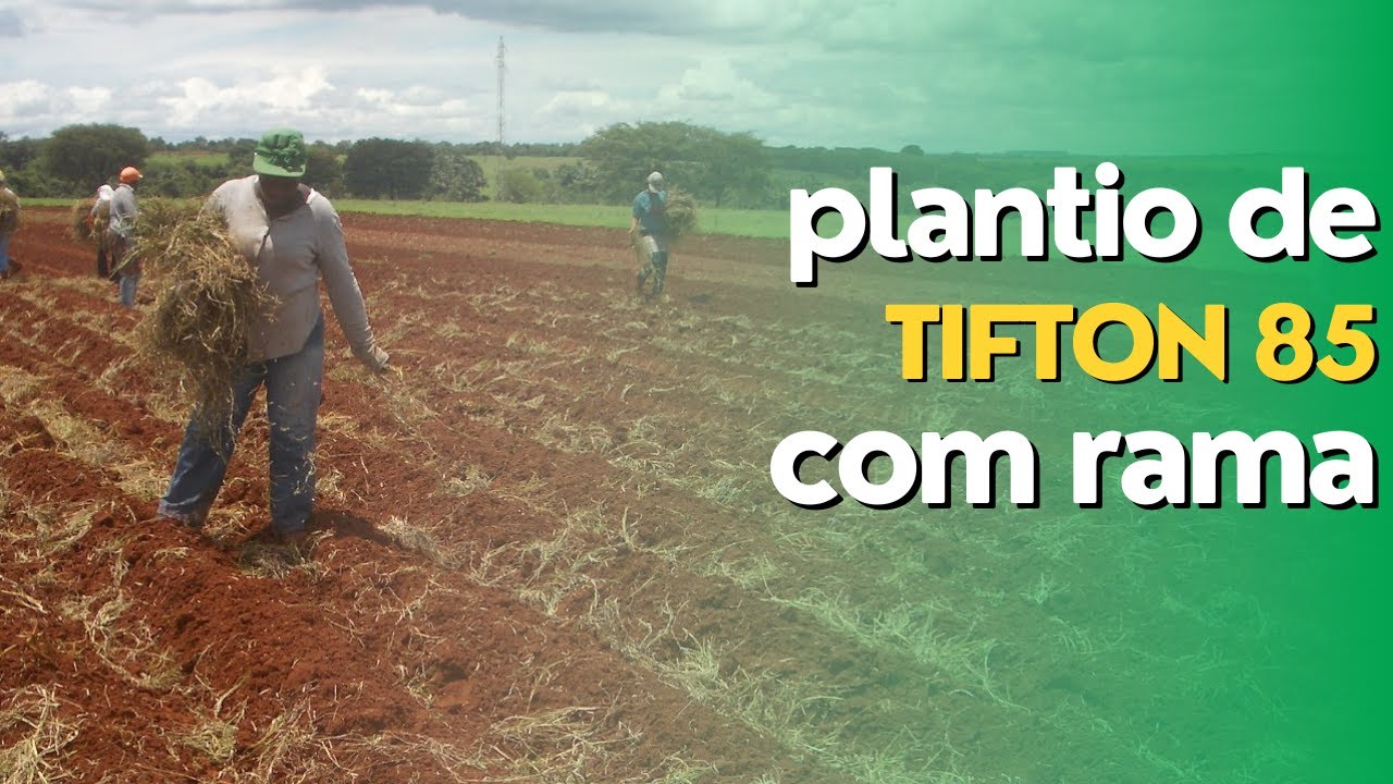 Plantio Manual de Rama de Tifton 85 e Outras Bermudas. Ep #051