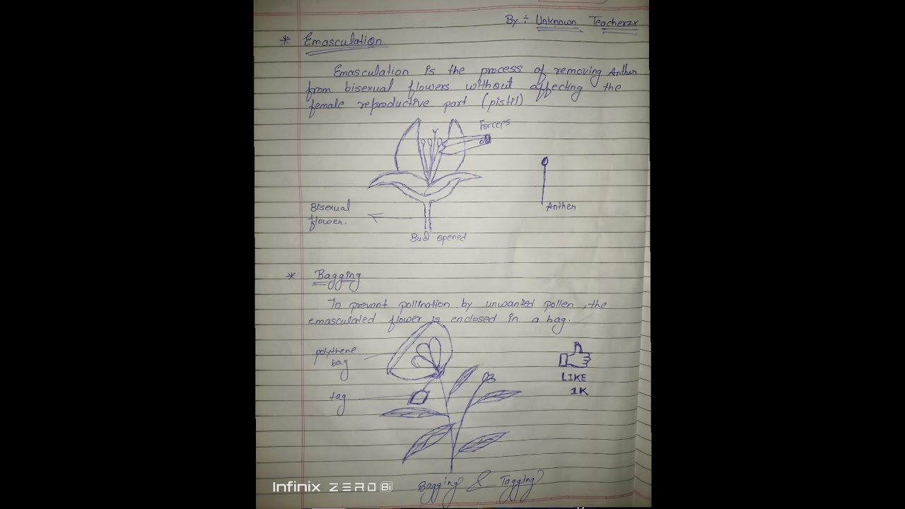 Emasculation And Bagging #shorts #physic #jee #medicalentranceexam #ncert #biology