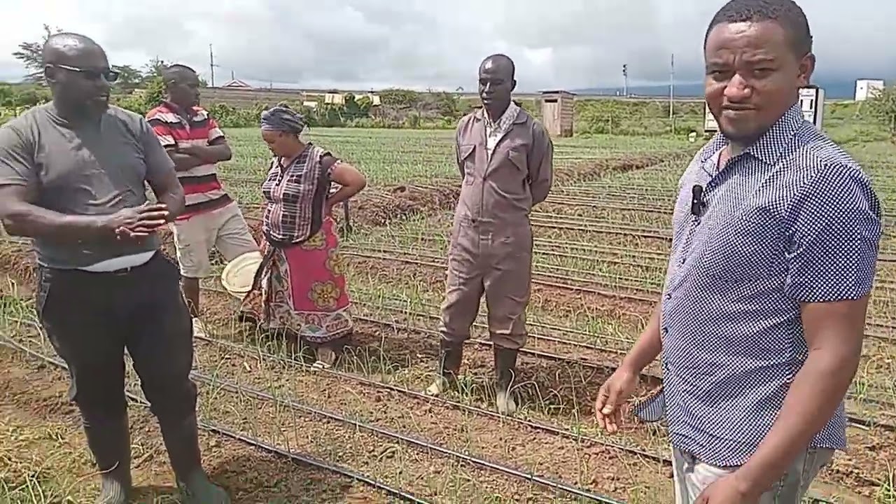 ONION TOP DRESSING SIMPLIFIED