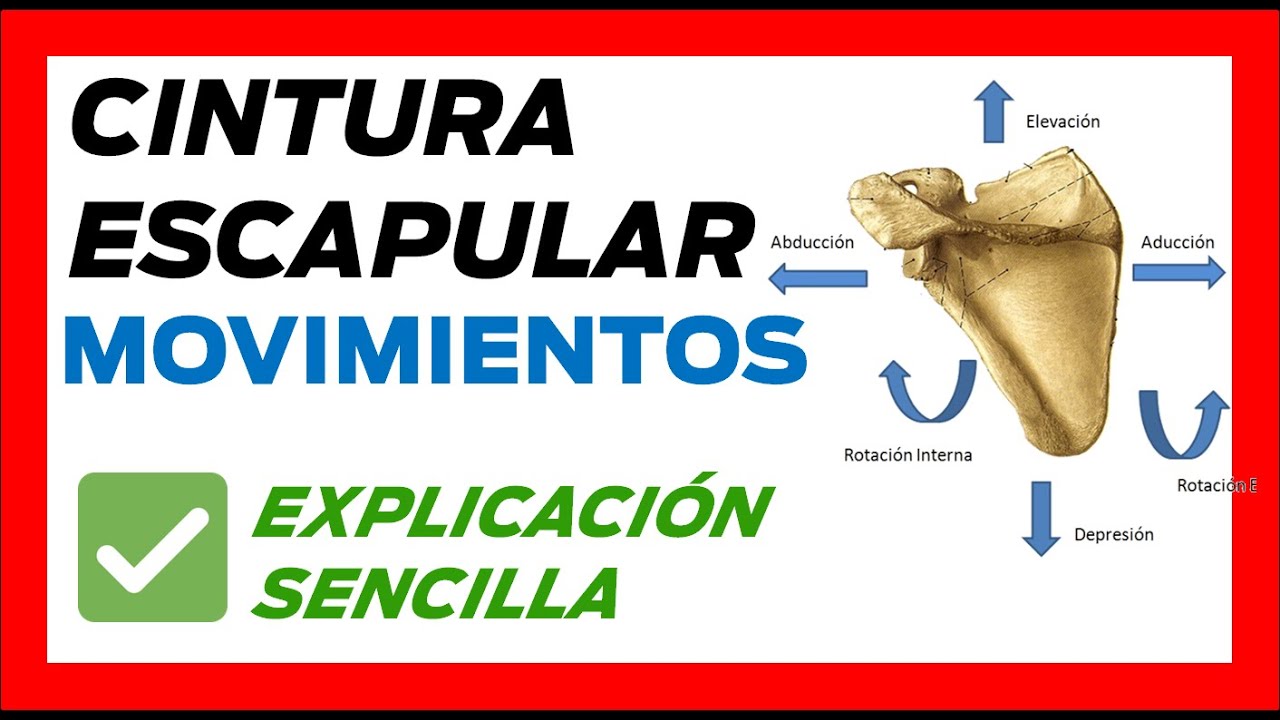 ✅ MOVIMIENTOS de la CINTURA ESCAPULAR (fácil) - Articulacion ESCAPULOTORACICA movilidad