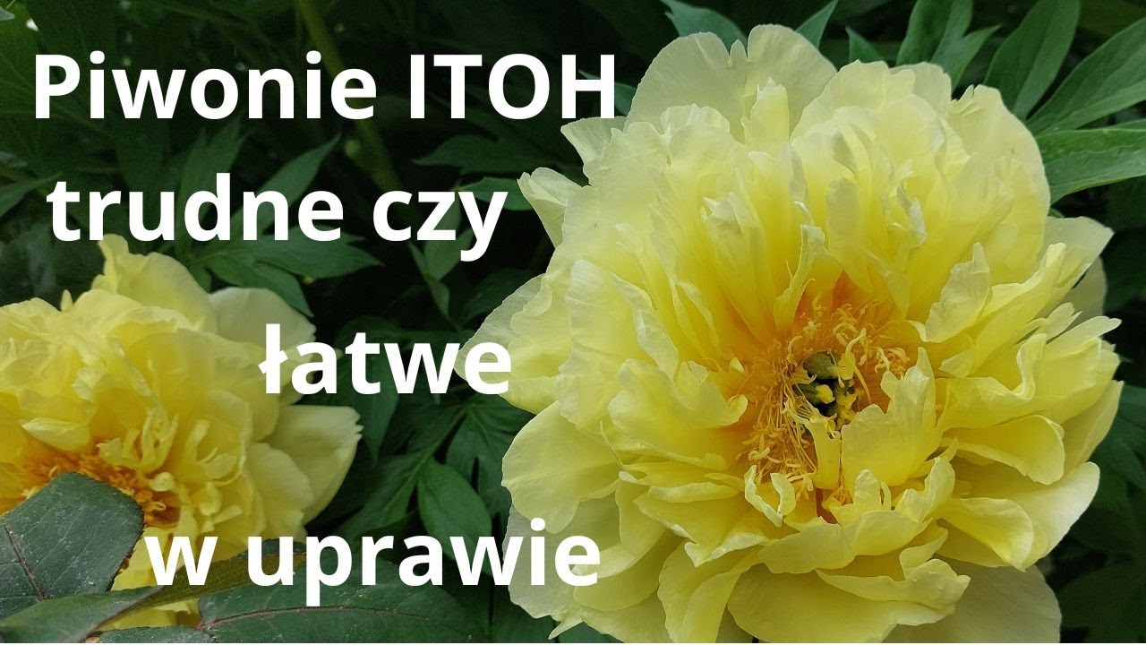 PIWONIE ITOH w moim ogrodzie - odmiany, uprawa, pielęgnacja