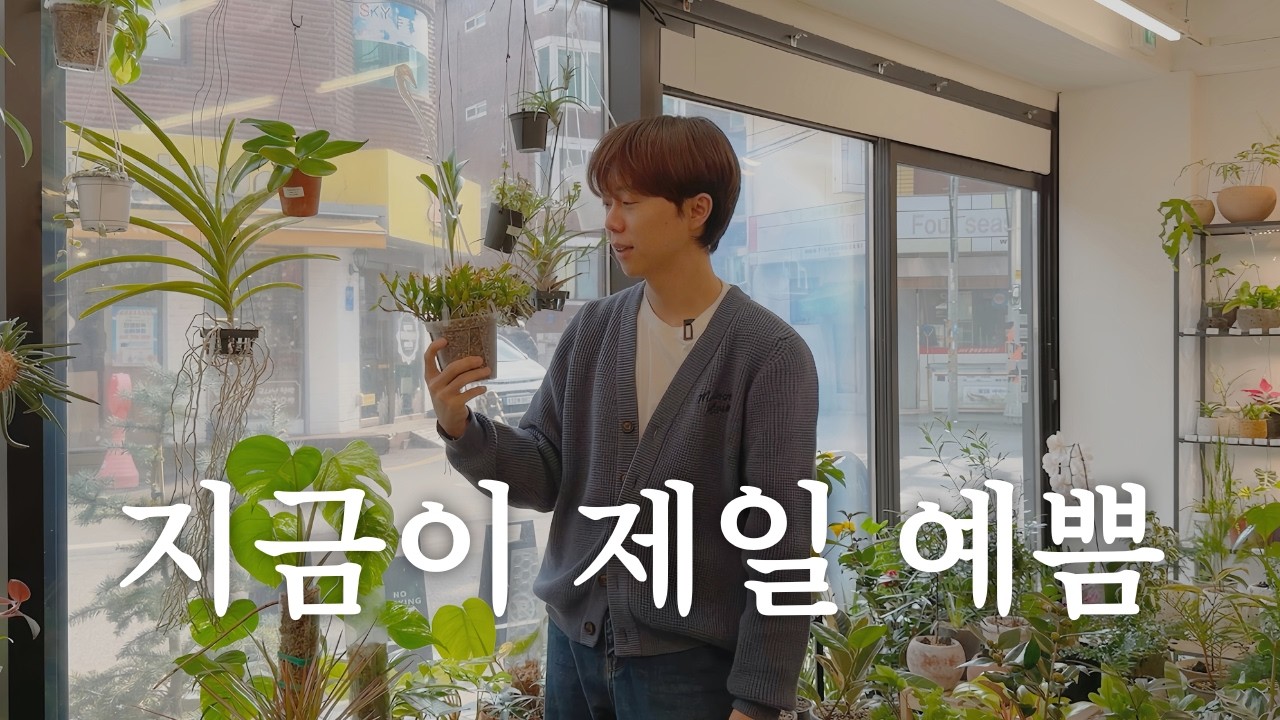 지금 아니면 1년 기다려야하는 난초 5가지 식물 추천 | 꽃 피는 난초 | 풍란 호접란 죽도석곡 디네마 파리쉬 키우는 법