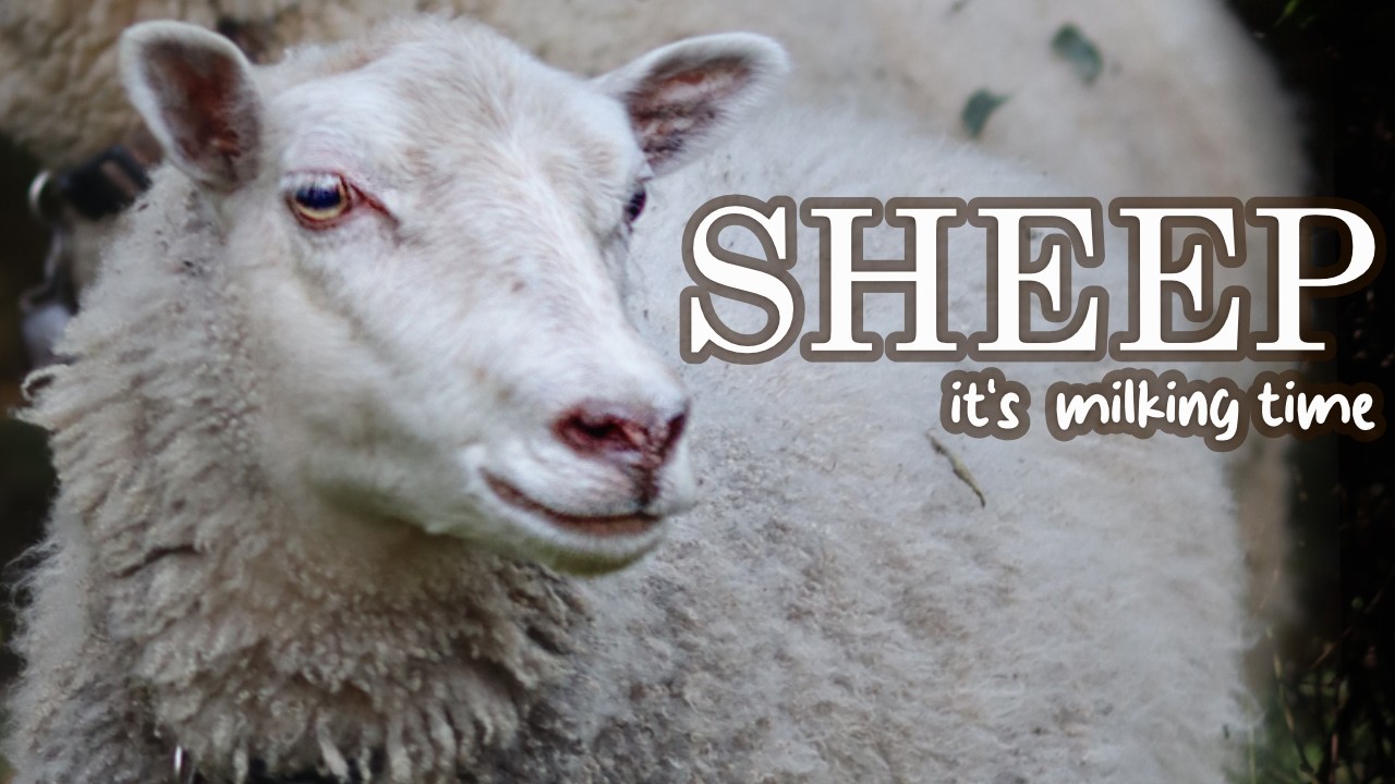Autumn Days Milking the Shetland Sheep 🐑🥛🍁🍂[SHEEP POV]