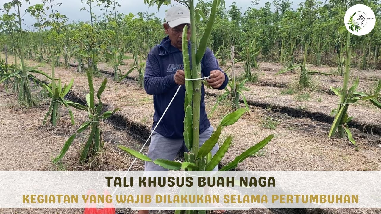 Tali Khusus Untuk Mengikat Batang Buah Naga Yang Sudah Panjang!! Rutin dan Teliti! -Pak Ilmah