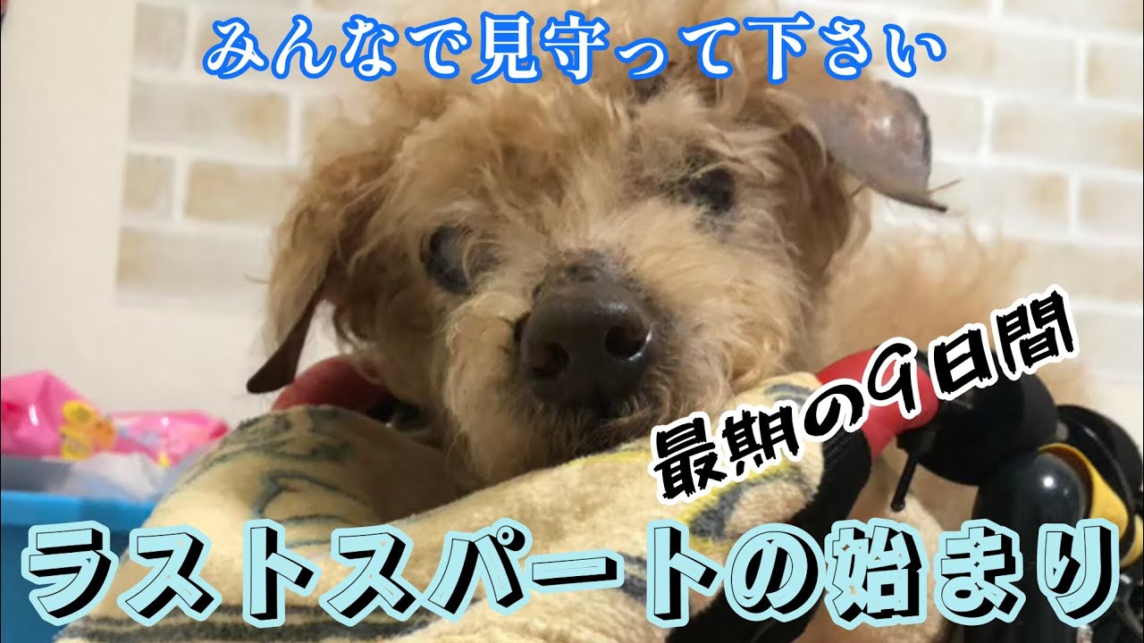 【天国へ旅立つ9日前】ラストスパートをかける！19歳４ヶ月 トイプードルのお爺さん みぷぅ
