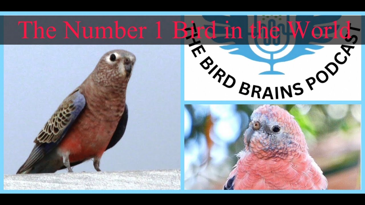 Why the Bourke Parakeet is the number 1 bird in the world. The Bird Brains Podcast Episode: 42
