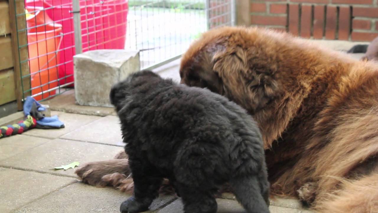 Newfounlanderpups 16 09