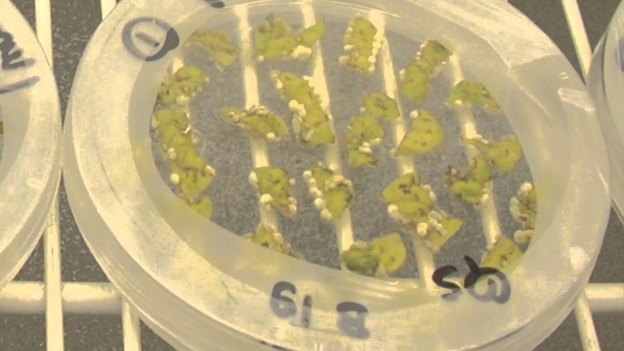 GMOs: Facts and Fiction
