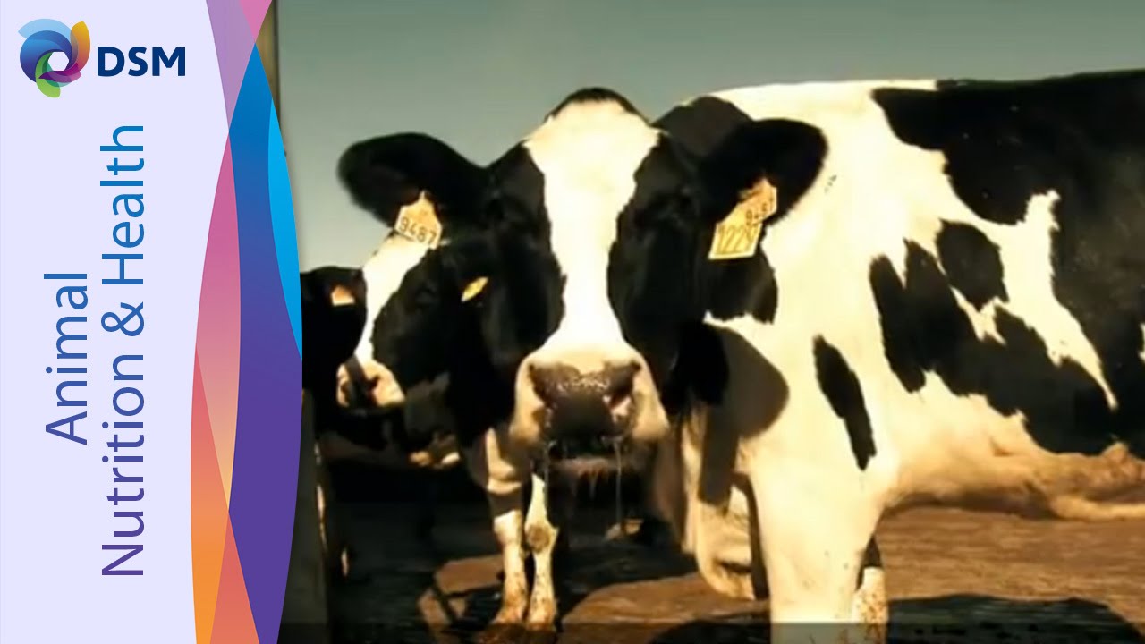 Improving Dairy Cow Fertility - ROVIMIX® Beta-Carotene