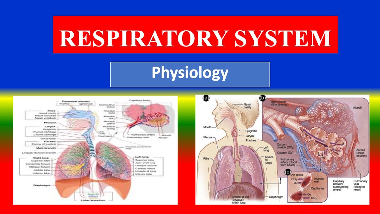 RESPIRATORY SYSTEM  - Applied Physiology for nursing