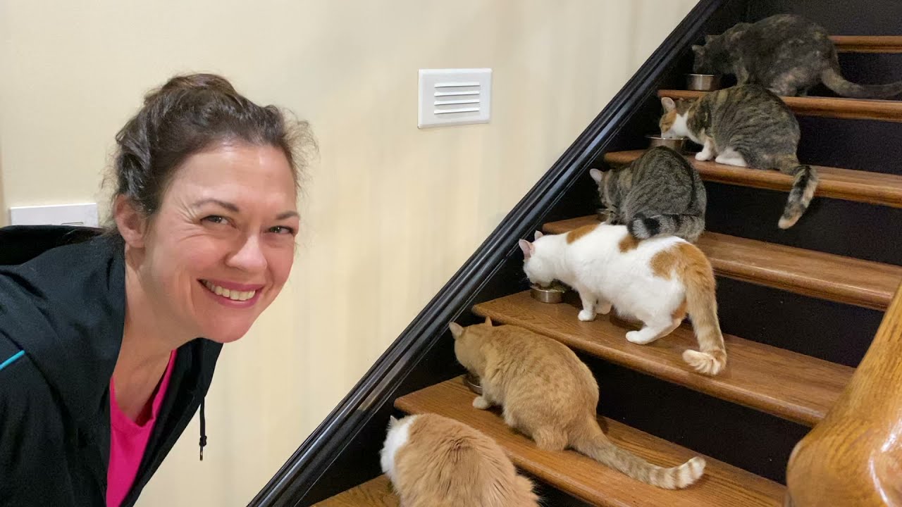 Homemade Turkey Catfood - First Tasting - Did they Love it?