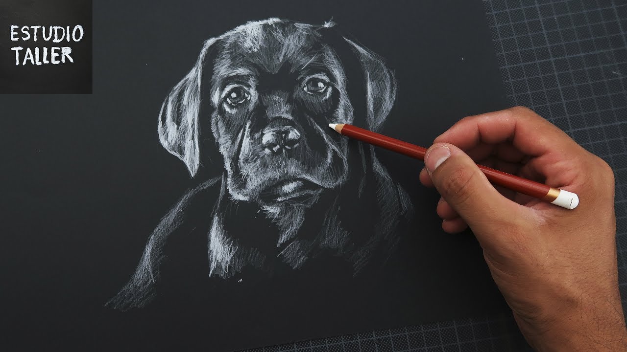 como dibujar un perro - blanco sobre negro (Time Lapse) | Estudio Taller