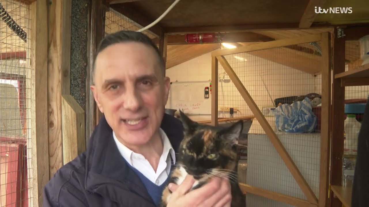 City Cat Shelter Brighton 13-4.2024