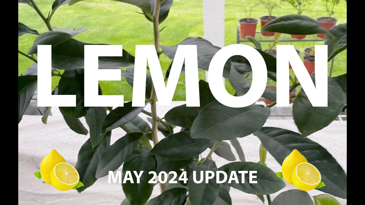 Lemon Tree Bonsai from Seed C: August 2023 - May 2024 Combo Update 🍋 #Citrus #BonsaiProgress