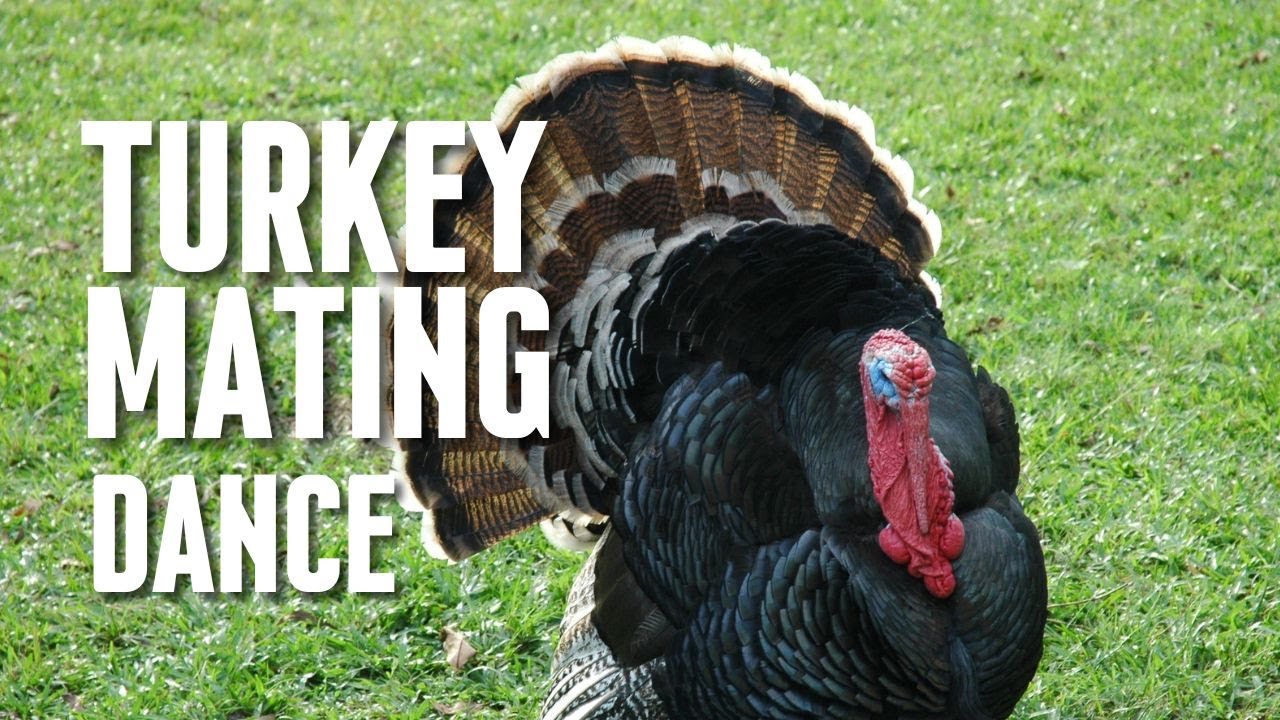 Turkey Mating Dance