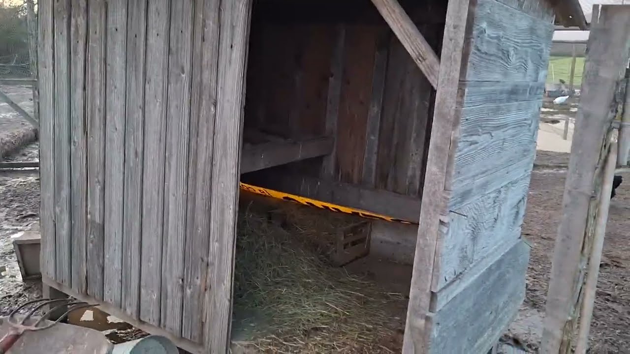Présentation et nettoyage d'un poulailler!!