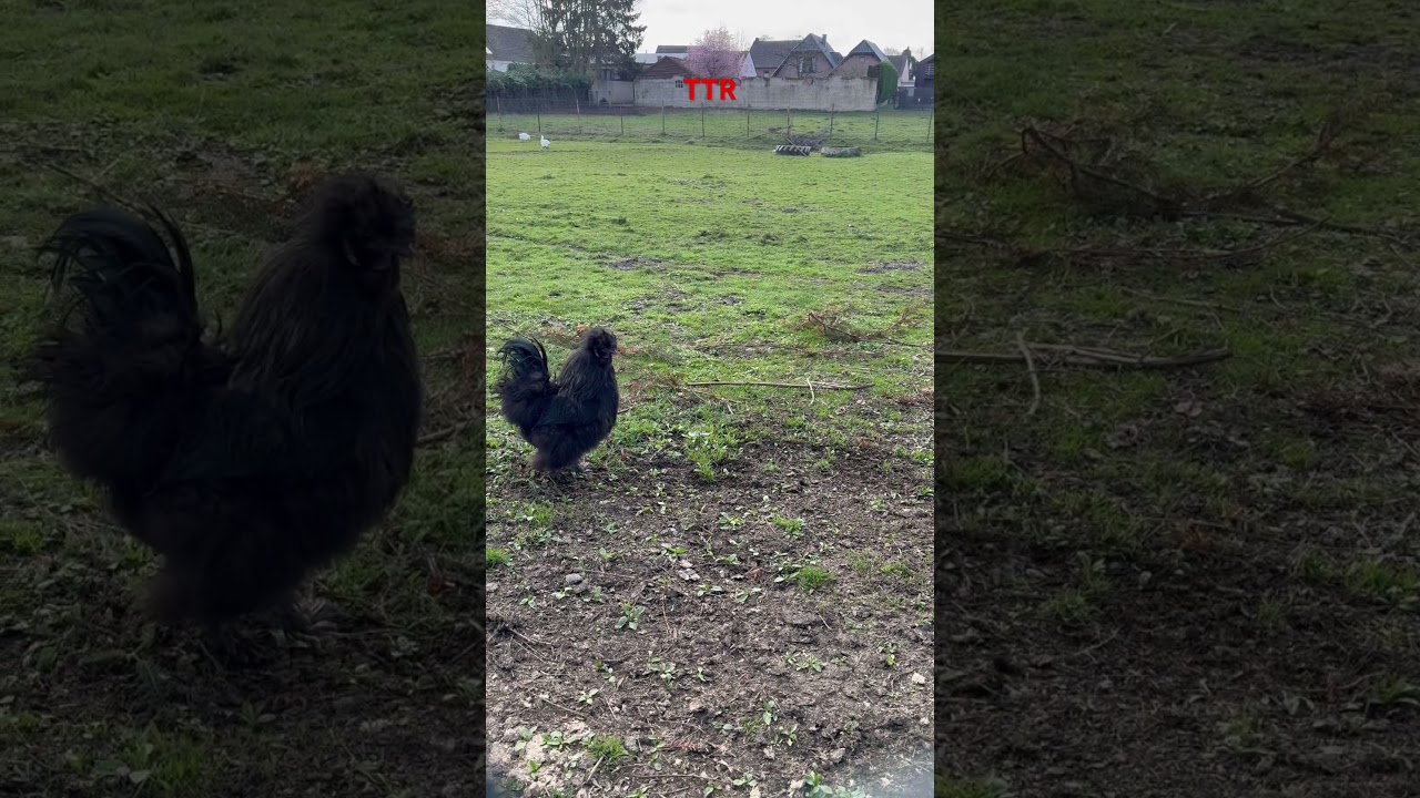Ein stolzes schwarzes Seidenhuhn im Garten 🐔🖤 #deutschland #subscribe #spring #black