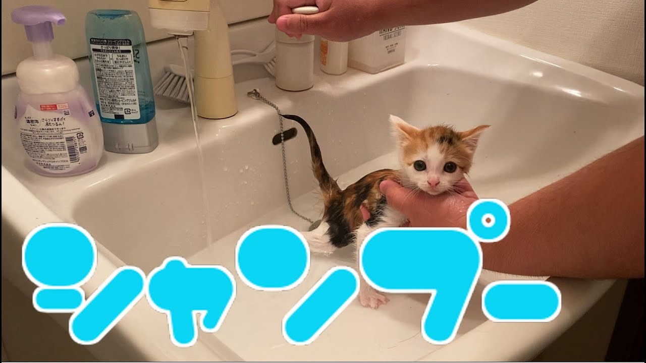 子猫をシャンプーしてきれいきれいしてみた