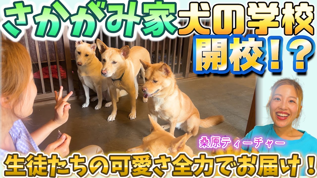 元野犬たちの笑顔が止まらない！桑原みずきによる犬の学校爆誕？！