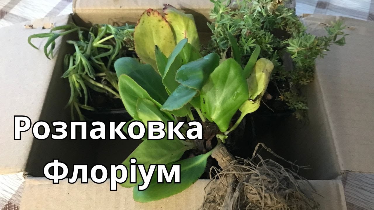 Розпаковка Флоріум.