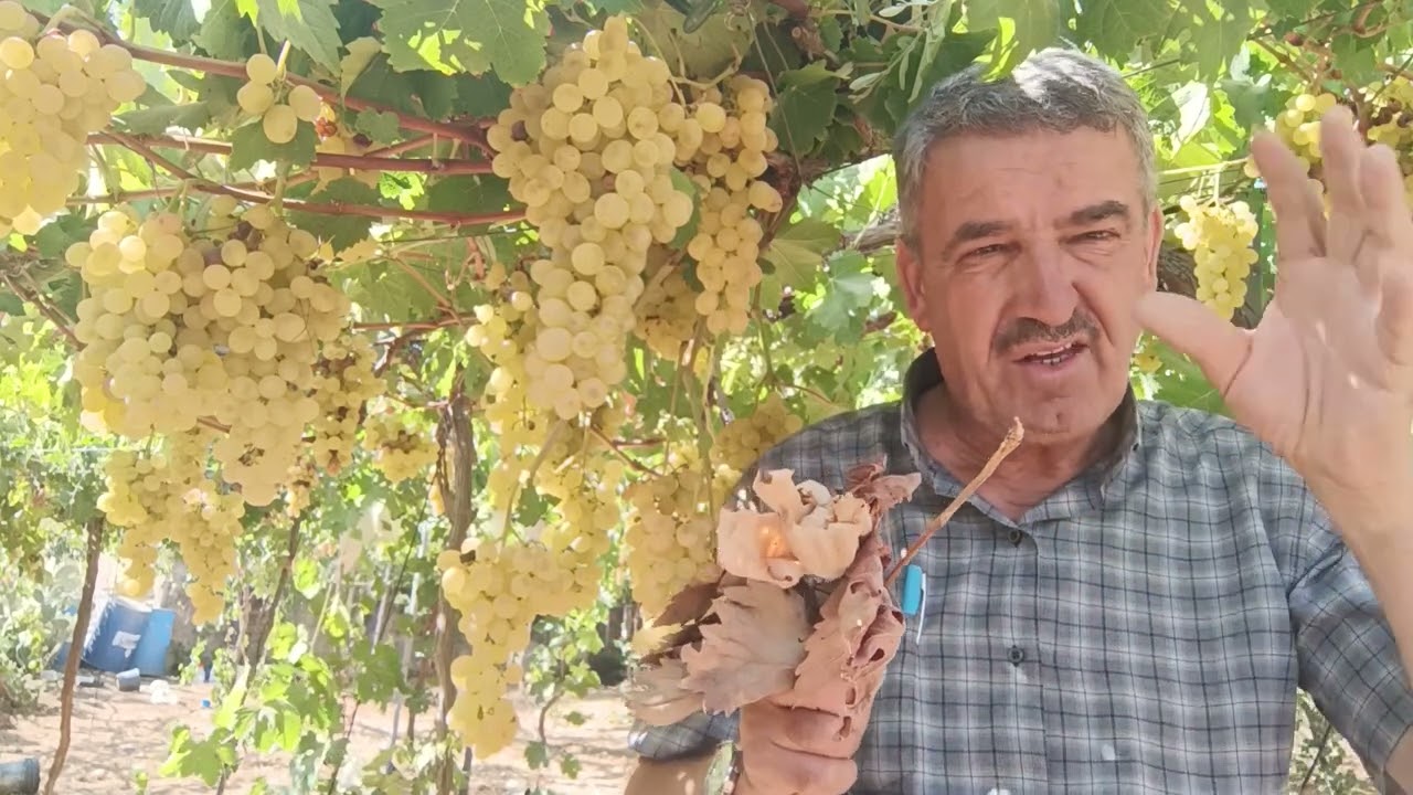 اسباب تساقط اوراق الشجيرات العنب بغير موعدها