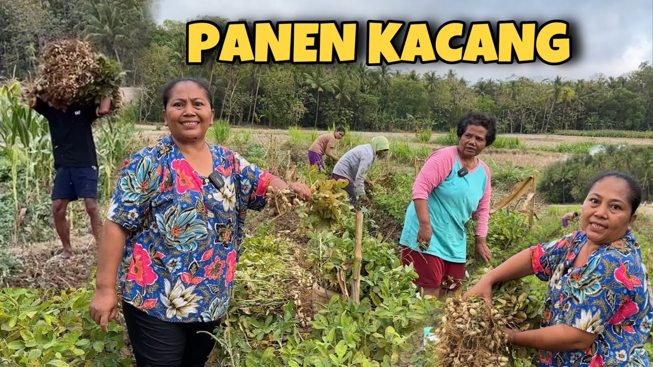 BANUNG PANEN KACANG TANAH || langsung di masak