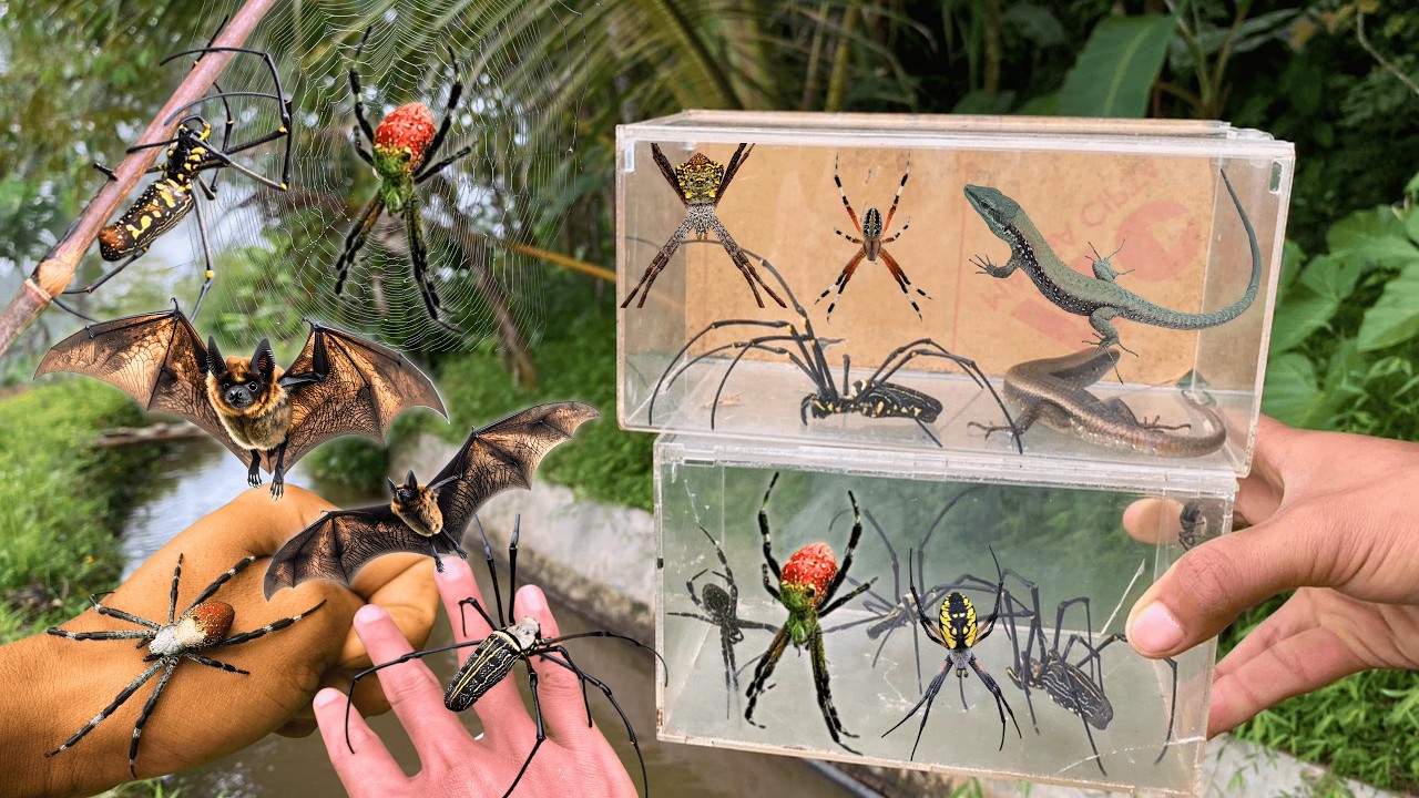 Hunting Top Spider In Around Us !! Black Spider, Golden Orb, bat