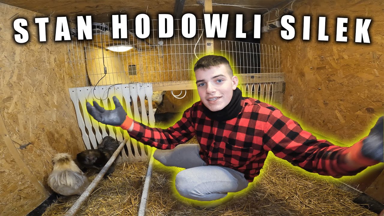 STAN HODOWLI SILEK... Ile ich jest !!! - SPRZEDAJE SILKI