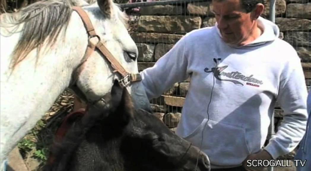 Scrogall TV, Dingle Peninsula, Ballinclare / Annascaul horse fair May 2011