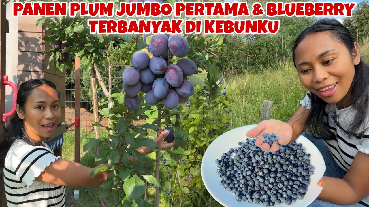 PERTAMA KALI PETIK PLUM PREMIUM DI KEBUN & BLUEBERRY TERBANYAK!
