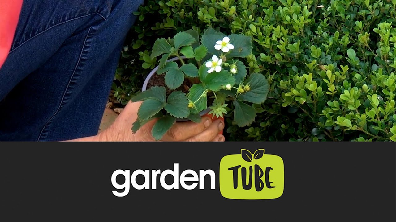 Planting Strawberries In Your Garden