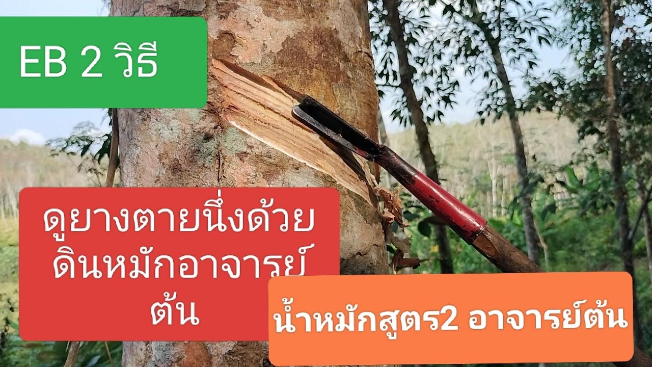 วิธีกรีด ดูแลยางตายนึ่ง ให้ใด้ผลิต EP 2