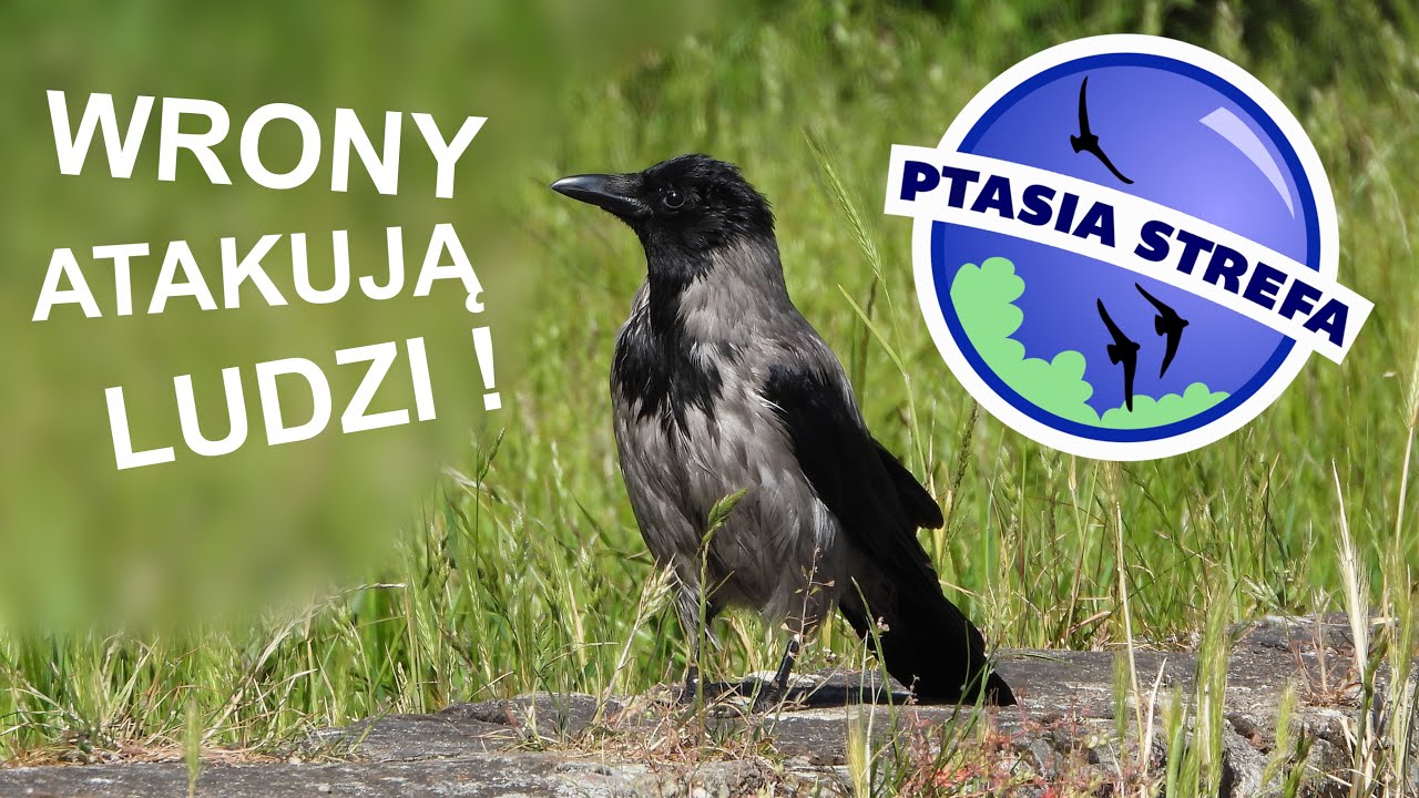 Wrony atakują ludzi !