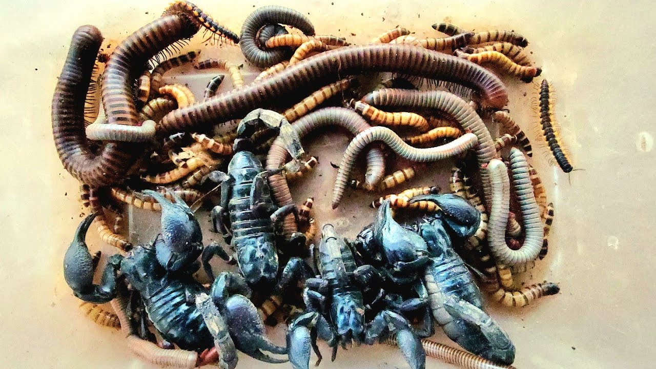 Crab 🦀, Scorpion  🦂  Millipedes ,worm ,Black Millipedes, Spotted 