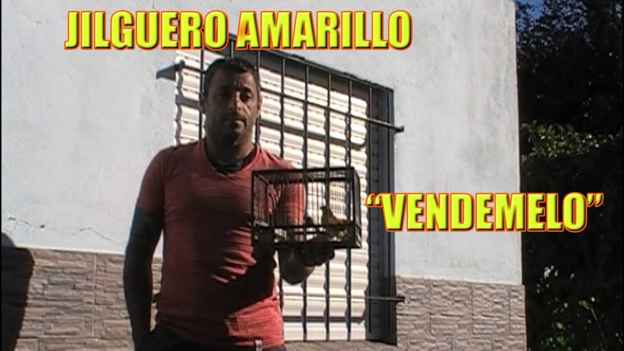 jILGUERO AMARILLO 