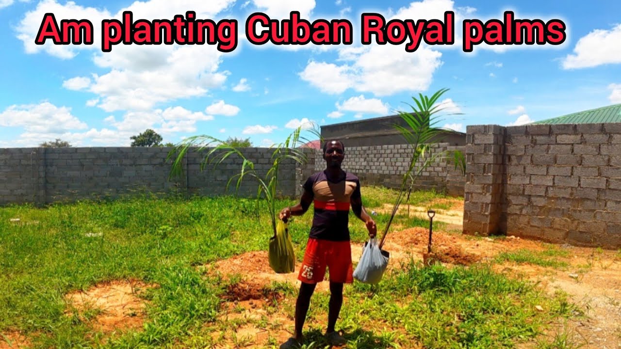Am planting Cuban Royal palm trees in my village 