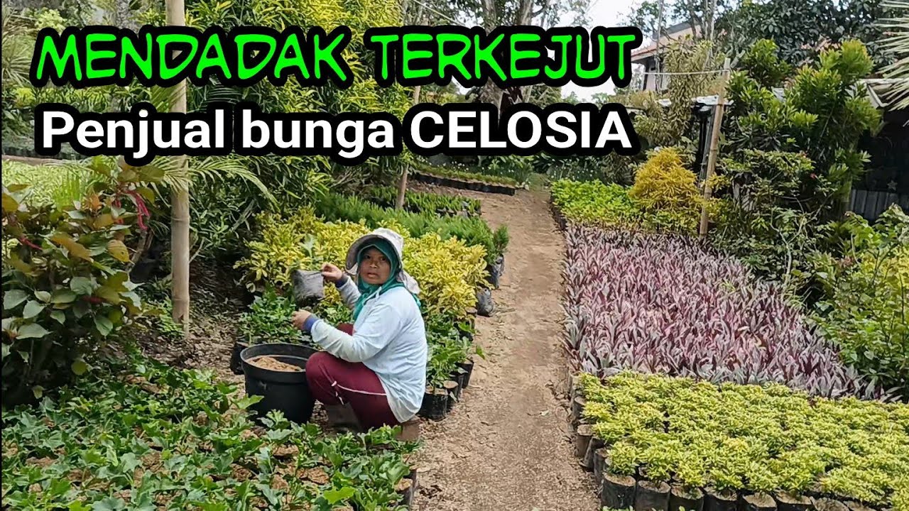 Reaksi TERKEJUT ibu penjual bunga CELOSIA