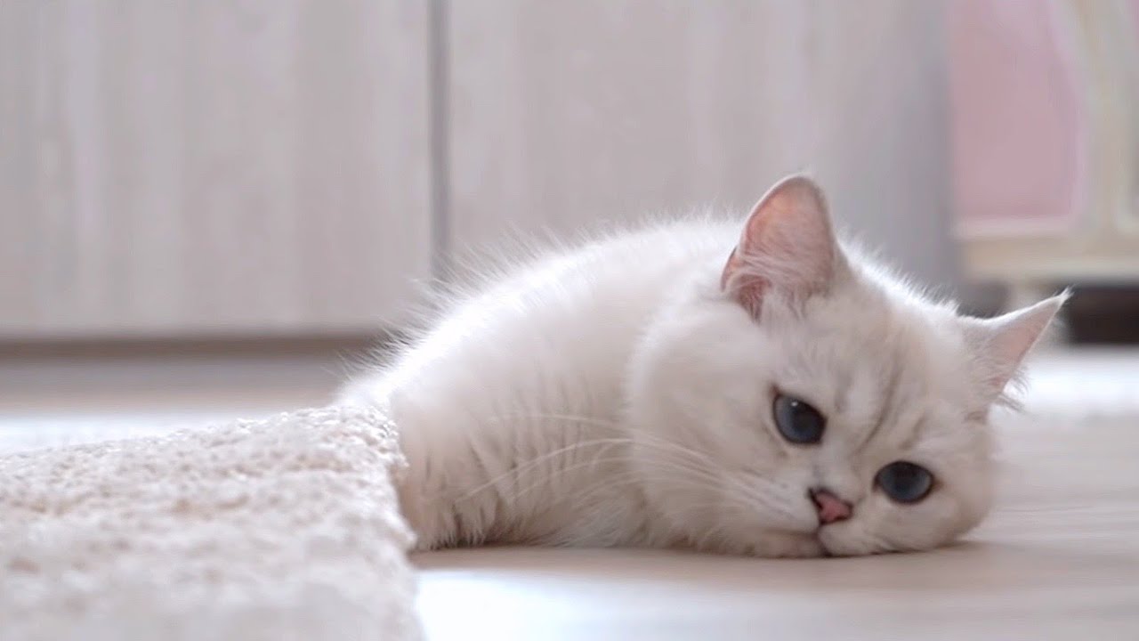 One day with Maemaew EP.1