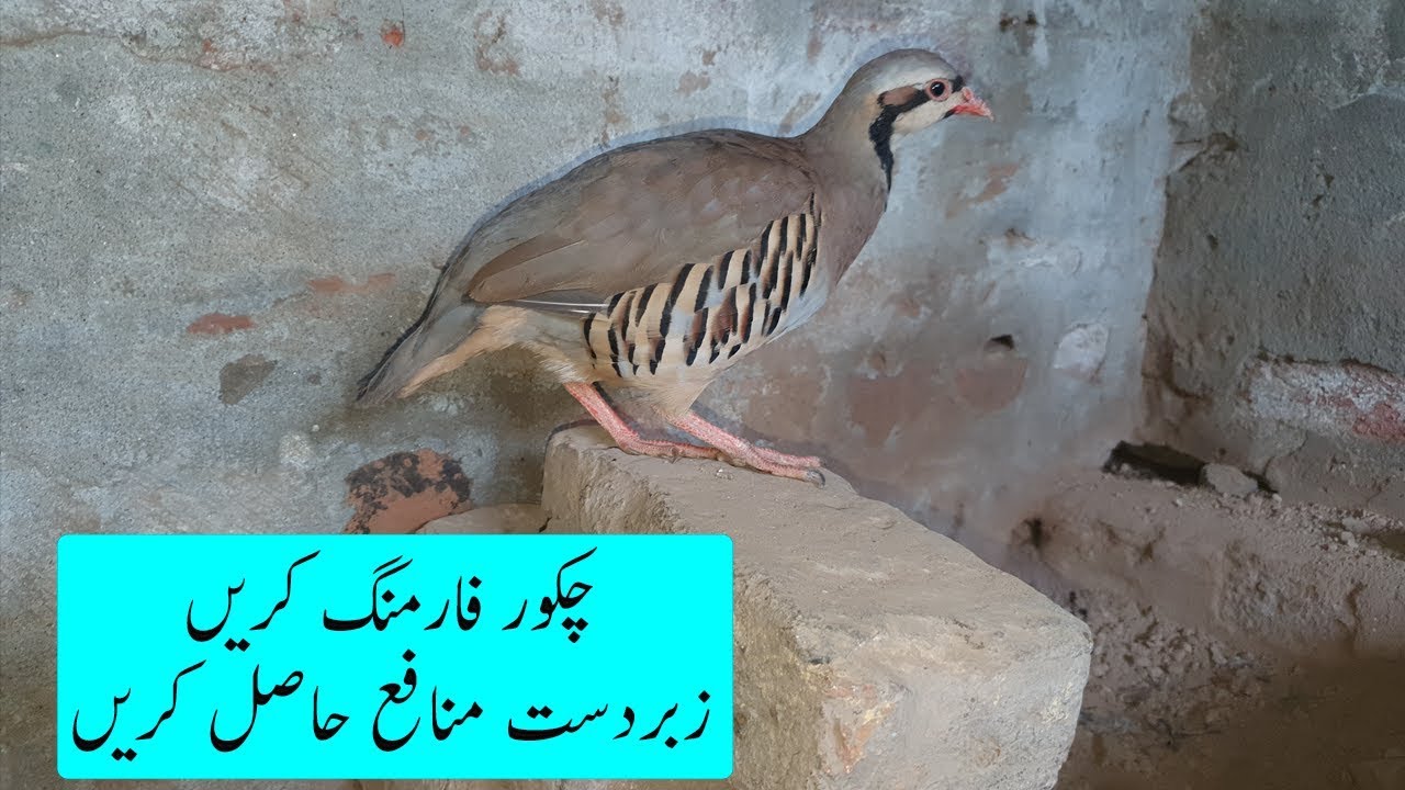 Chakor Farming in Pakistan | Breeding Setup Chukar Partridge (Alectoris chukar) national bird of Pak