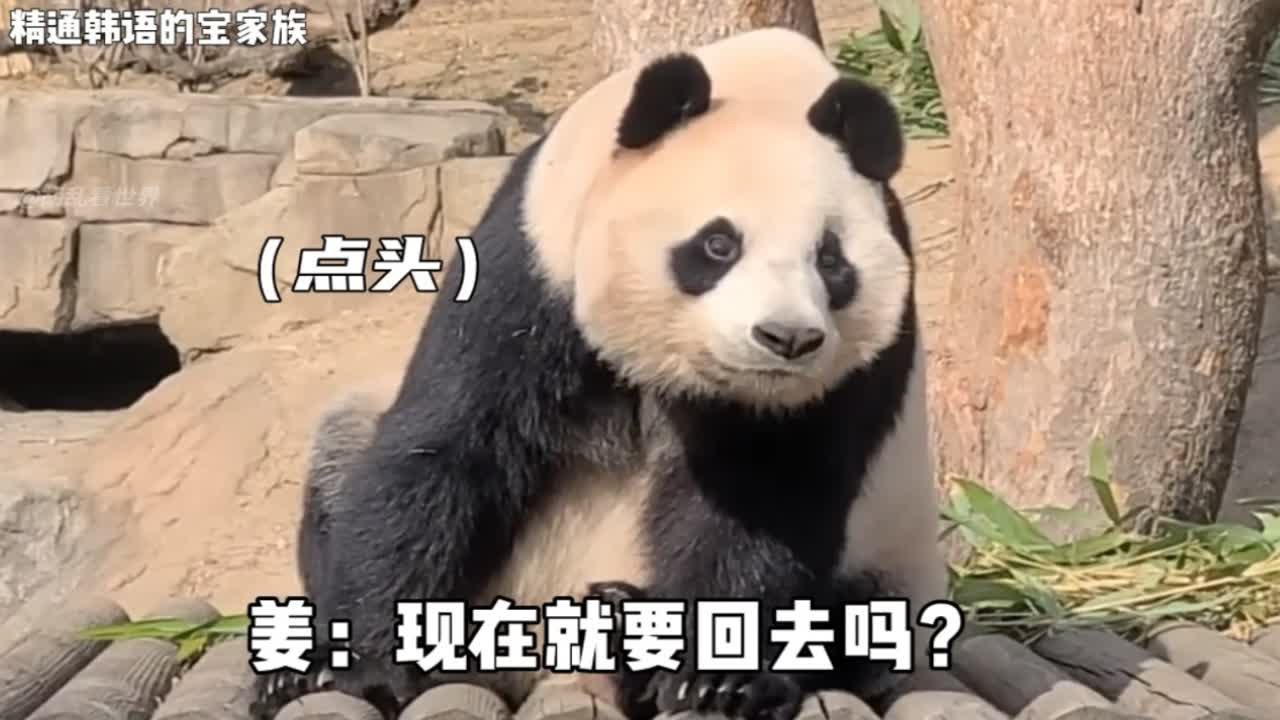 爱宝真的能听懂韩语 宝家族的语言天赋惊人