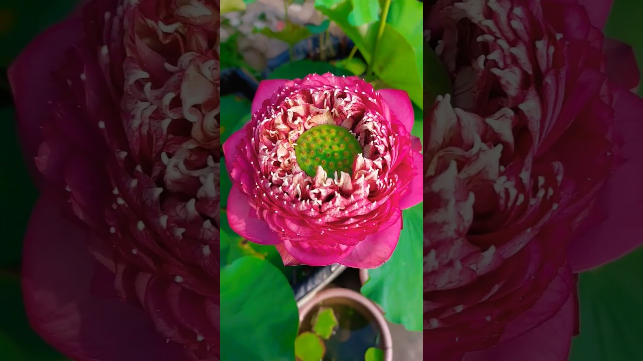 #lotus #d9 #flower #gardendesign #aquaticplant