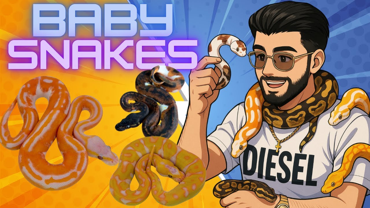The Best Baby Ball Pythons We&rsquo;ve EVER Hatched!?