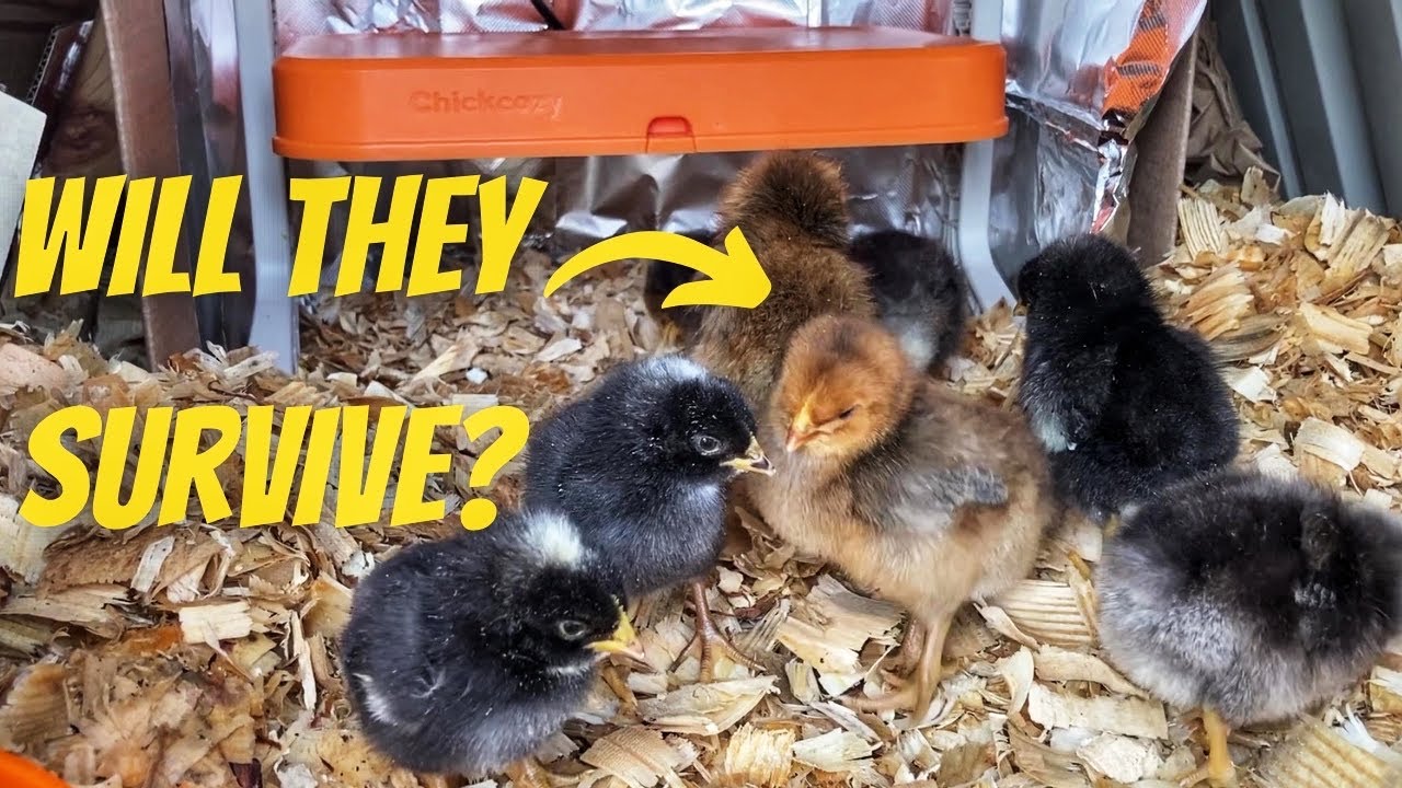 How to Raise Baby Chicks in Winter | ChickCozy Brooder Heating Plate Review