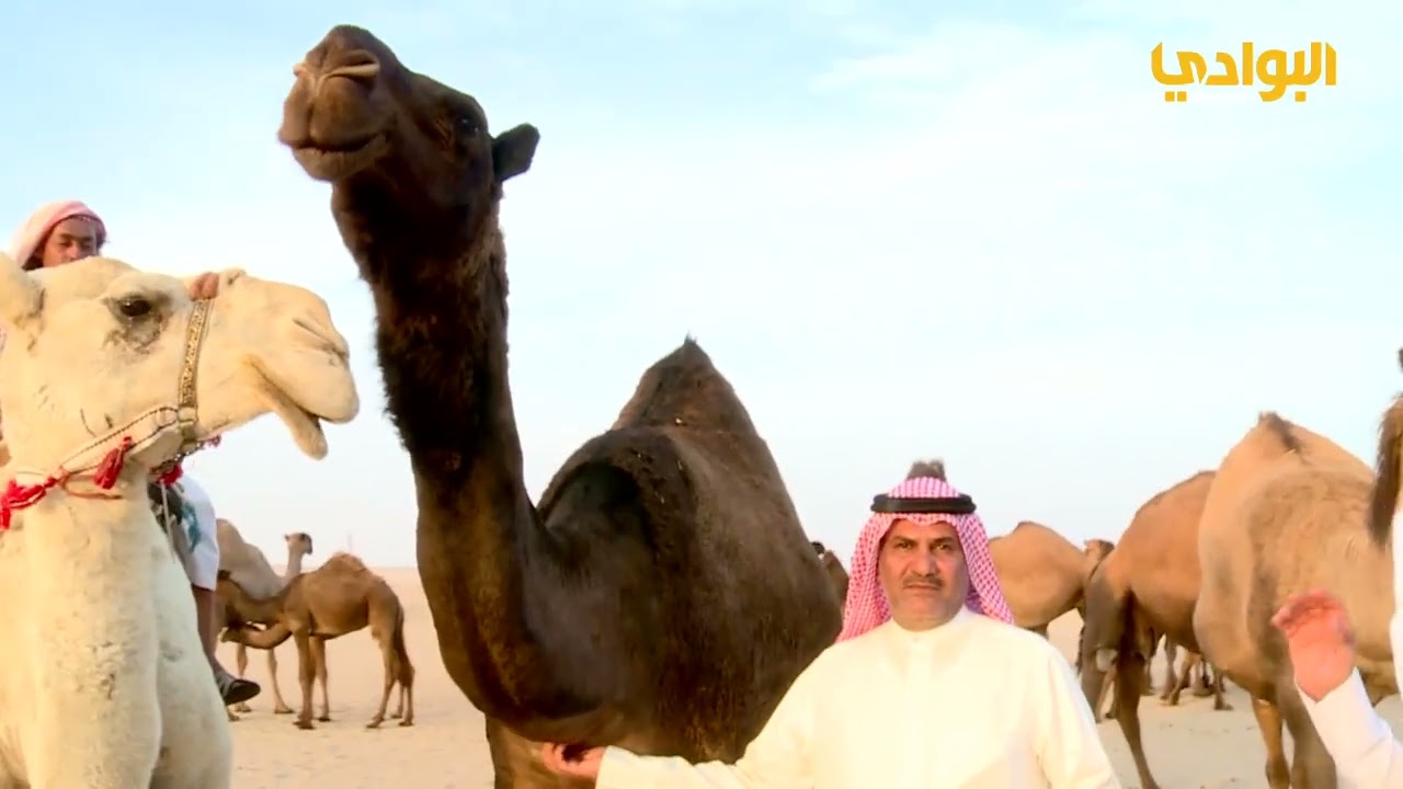 الحلقة السادسة عشرة | الابل واهلها | ضيوف الحلقة راجح المخيال و فهد الطيار