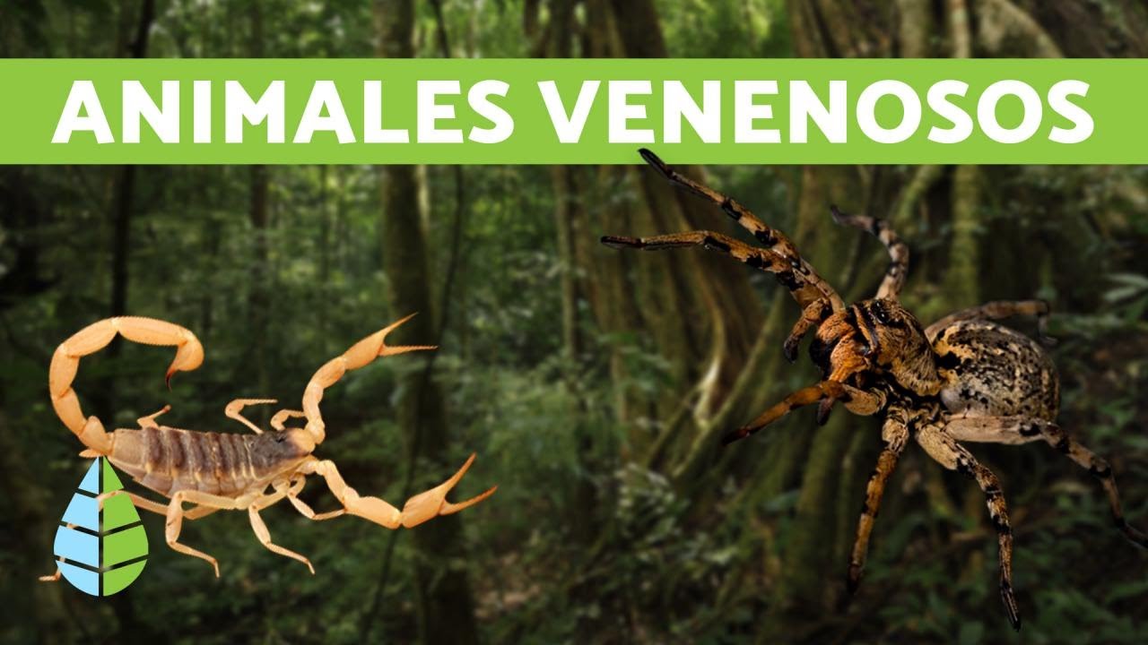Animales m&aacute;s venenosos del mundo