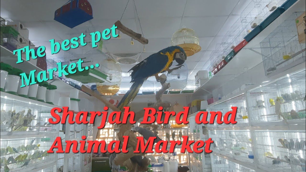 Sharjah Birds and Animal Market | Cheapest Birds and Animal market In UAE