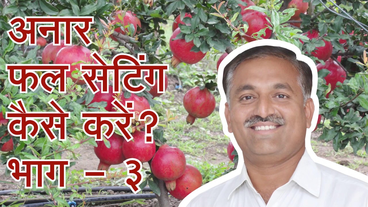 Pomegranate Fruit Setting - 3/अनार फल सेटिंग कैसे करें 3