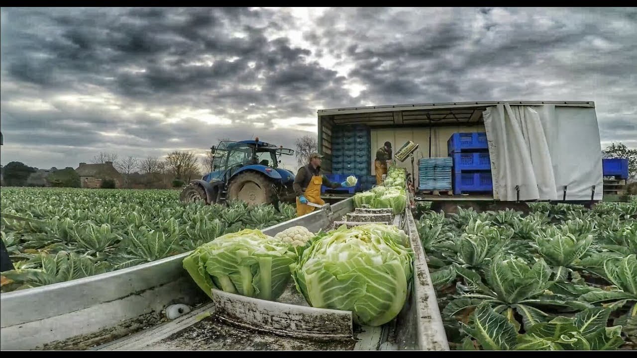 Récolte de Choux-Fleurs 2018 [GoPro] NewHolland | Brigant | Sameco