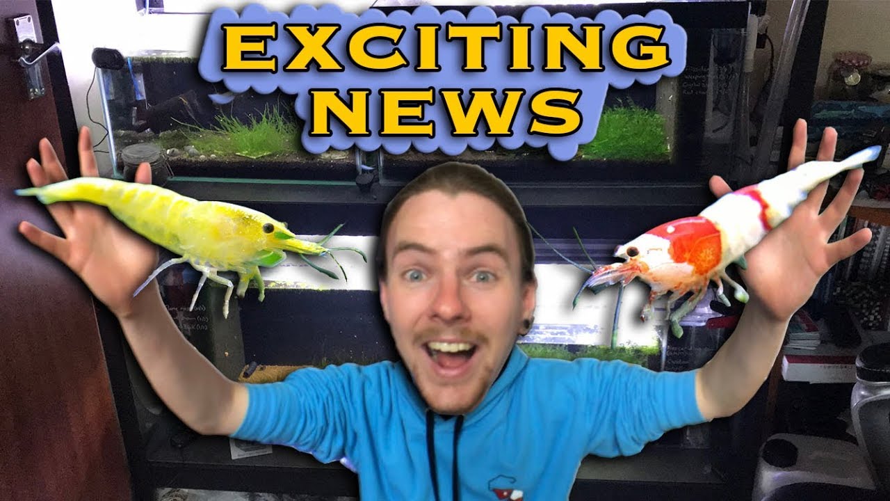Shrimp Room Update and Upgrades!